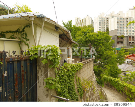 Bullduhwa.Geumranghwa.Green onion.White in the vegetable garden. 89509844