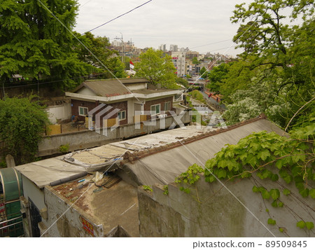 Bullduhwa.Geumranghwa.Green onion.White 在菜園裡。 89509845