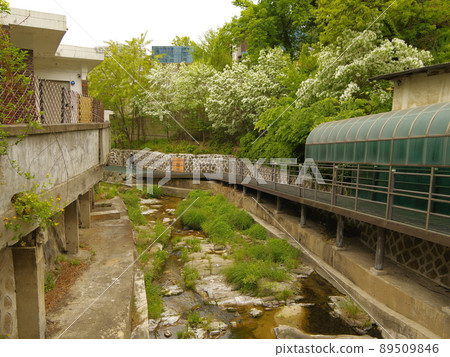 Bullduhwa.Geumranghwa.Green onion.White 在菜園裡。 89509846