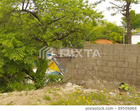 Bullduhwa.Geumranghwa.Green onion.White 在菜園裡。 89509868