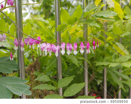 Bullduhwa.Geumranghwa.Green onion.White in the vegetable garden. 89509930