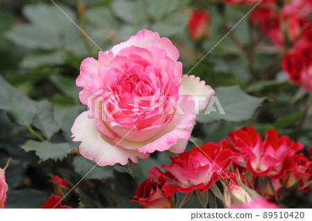玫瑰（Pierre de Roncer） 89510420