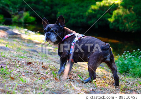 春天早晨與法國鬥牛犬一起散步 89510455