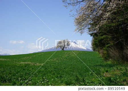 三角山一棵櫻桃樹 89510549
