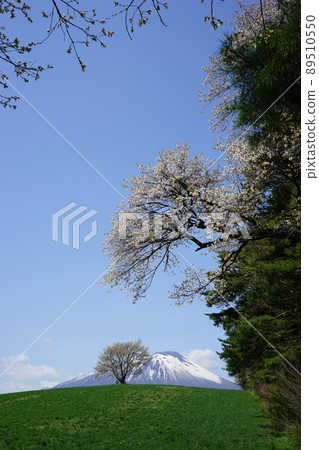 三角山一棵櫻桃樹 89510550