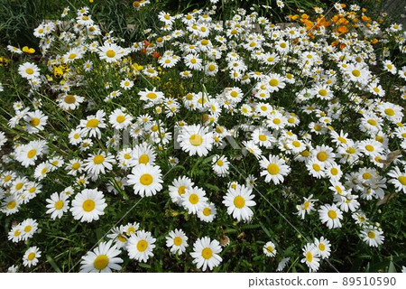 五月小花 89510590