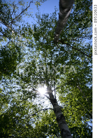 Sunlight seen from the leaves of the trees 4 89510633