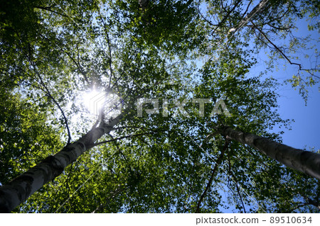 Sunlight seen from the leaves of the trees 5 89510634
