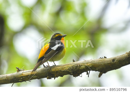 基比塔基 89510796