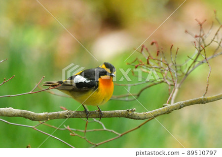 基比塔基 89510797