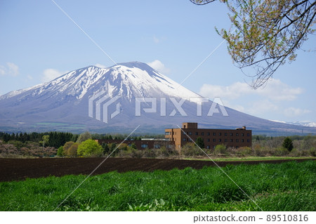 從三閣山的一棵櫻花樹上看到的岩手山 89510816