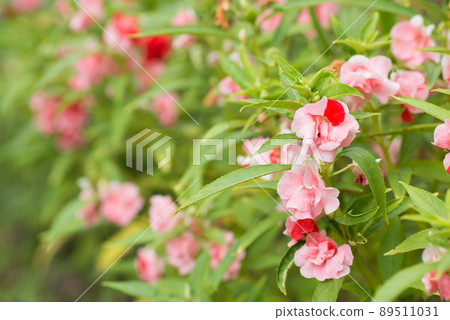 Flower field of impatiens with pink variegation 89511031