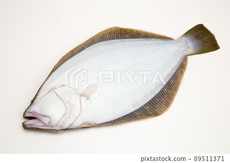 比目魚 比目魚 89511371