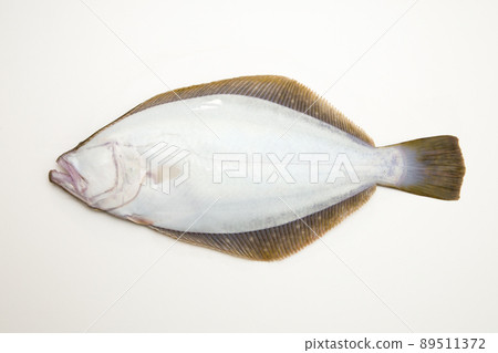 比目魚 89511372