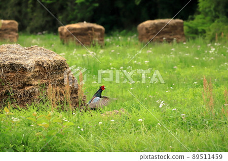 Male pheasant wearing a horo 89511459