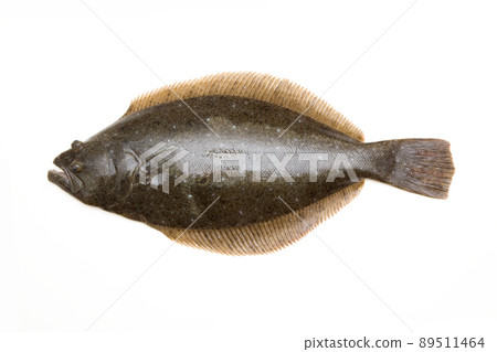 比目魚 89511464