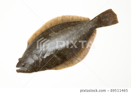 flounder 89511465