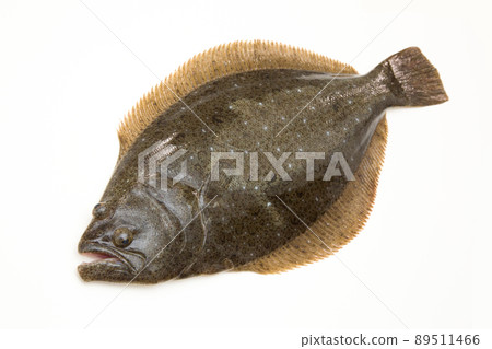 flounder 89511466
