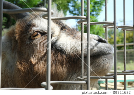 Goat waiting for food Goat waiting for food 89511682