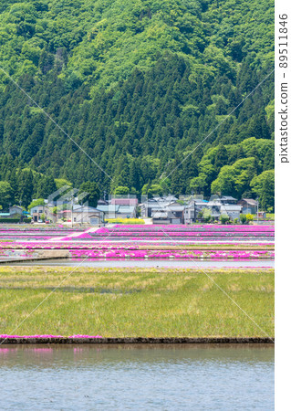 Ono City, Fukui Prefecture (Moss Phlox Village) Shibazakura / Taken in May 2022 Ono City, Fukui Prefecture (Moss Phlox Village) Shibazakura / Taken in May 2022 89511846