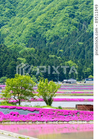 Ono City, Fukui Prefecture (Moss Phlox Village) Shibazakura / Taken in May 2022 89511849