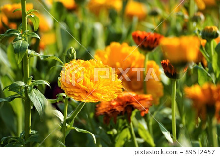 Marigold field in full bloom (up) 89512457