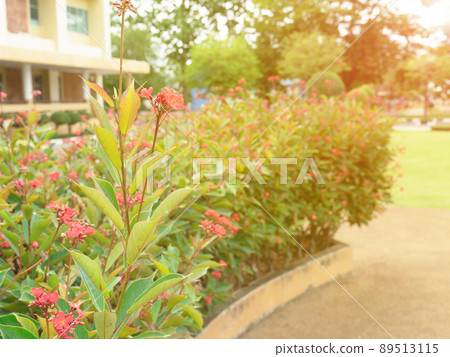 Spicy Jatropha is a plant in the family Euphorbiaceae is a shrub, rather tall and sparse. Bark color, bark brown, gray. reddish brown branches in the morning light in the garden Spicy Jatropha is a plant in the family Euphorbiaceae is a shrub, rather tall and sparse. Bark color, bark brown, gray. reddish brown branches in the morning light in the garden 89513115