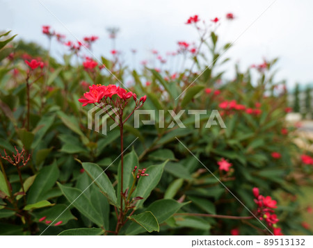 Spicy Jatropha is a plant in the family Euphorbiaceae is a shrub, rather tall and sparse. Bark color, bark brown, gray. reddish brown branches in the morning light in the garden Spicy Jatropha is a plant in the family Euphorbiaceae is a shrub, rather tall and sparse. Bark color, bark brown, gray. reddish brown branches in the morning light in the garden 89513132
