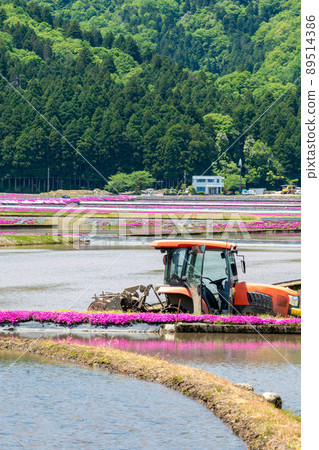 Ono City, Fukui Prefecture (Moss Phlox Village) Shibazakura / Taken in May 2022 89514386