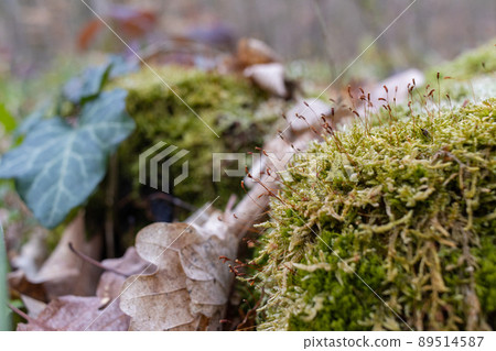 The stump is overgrown with moss. There are mushrooms growing on the beautiful stump. Close-up of a cutted mossy tree The stump is overgrown with moss. There are mushrooms growing on the beautiful stump. Close-up of a cutted mossy tree 89514587