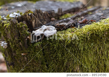The stump is overgrown with moss. There are mushrooms growing on the beautiful stump. Close-up of a cutted mossy tree The stump is overgrown with moss. There are mushrooms growing on the beautiful stump. Close-up of a cutted mossy tree 89514590