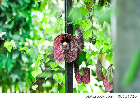 Aristolochia ringens , Aristolochiaceae or Aristolochia ringens Vahl plant 89514720