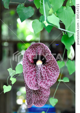 Aristolochia ringens , Aristolochiaceae or Aristolochia ringens Vahl plant 89514721