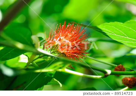 Combretum constrictum ,Benth or M A Lawson or COMBRETACEAE 89514723