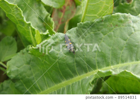 Ladybird lady eating aphids 89514831