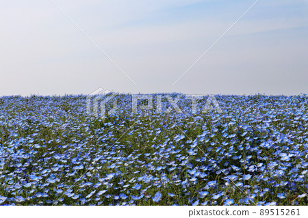 Nemophila Sea Osaka Maishima Seaside Park 89515261
