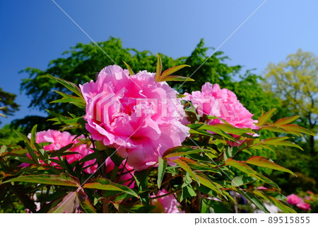 Peony 89515855