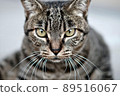 Front cat face 89516067