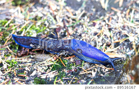 Carpathian endemic blue bielzia coerulans slug in forest 89516167