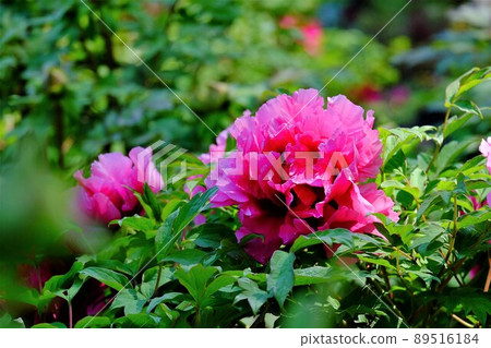 牡丹 牡丹 89516184