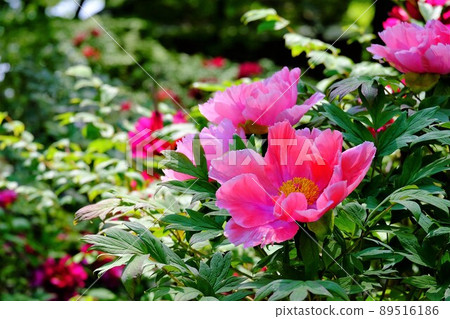牡丹花 牡丹花 89516186