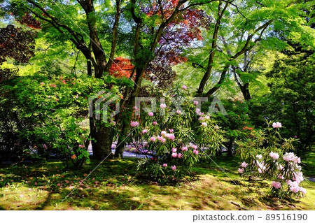 At the peony garden At the peony garden 89516190