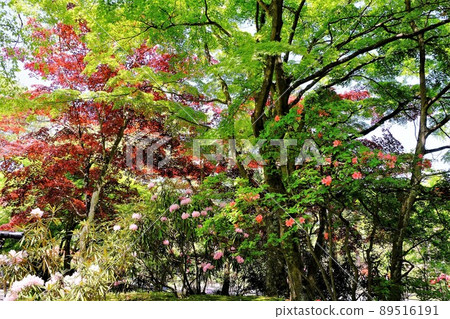 Fresh green and flowers Fresh green and flowers 89516191