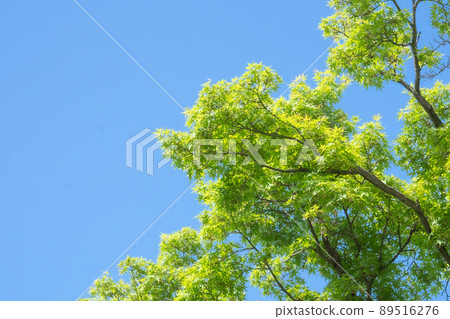 藍天和新綠色 89516276