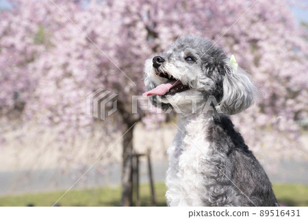 Bust up of toy poodle laughing with blue sky, weeping cherry blossoms and tongue out 89516431