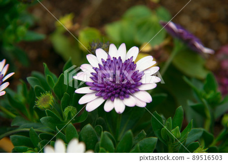 Osteospermum white Osteospermum white 89516503