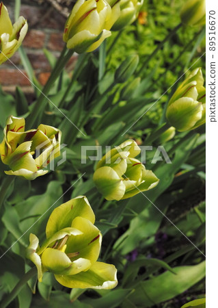Barraque Line Glish Garden Barraque Line Glish Garden 89516670