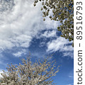 cherry blossom, cherry tree, tree 89516793