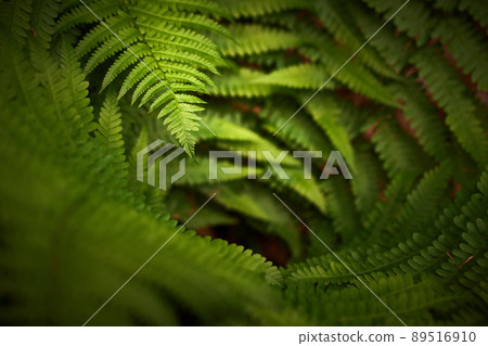 Athyrium filix-femina 89516910