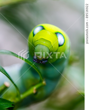 Green caterpillars Green caterpillars 89516922
